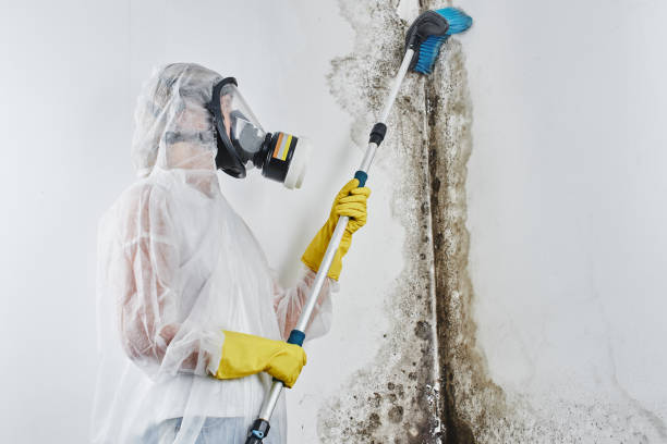 Best Local Mold Removal Service  in Ashburn, VA