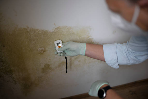 Home Mold Removal in Ashburn, VA