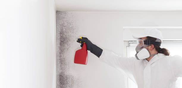 Best Mold Cleaning Services  in Ashburn, VA