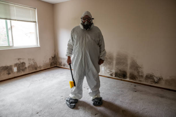 Best Toxic Mold Removal  in Ashburn, VA