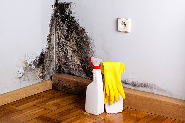 Best Emergency Mold Removal  in Ashburn, VA