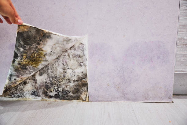 Trusted Ashburn, VA Mold Removal Experts